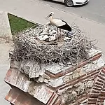 Wallabies Aquaduct ホテル セルチュク