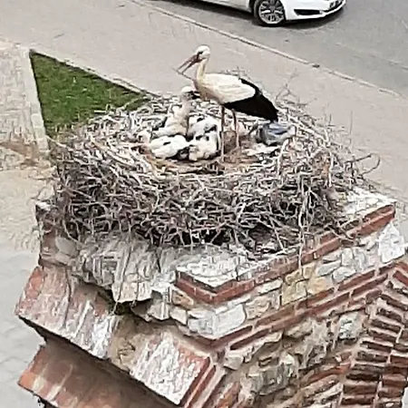 Wallabies Aquaduct Hotell Selçuk